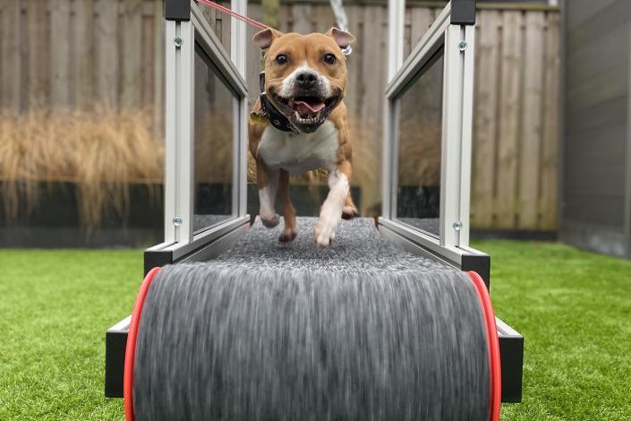 Beneficios de las cintas de correr para perros: Mantén a tu mejor amigo en forma y feliz